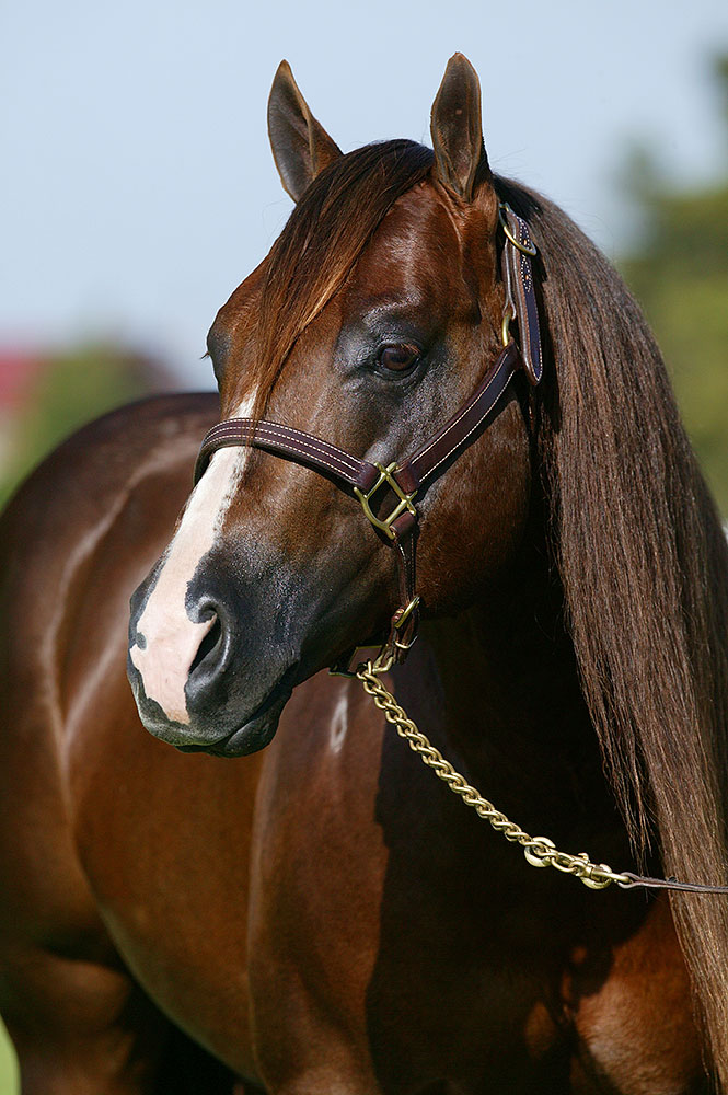 Magnum Chic Dream Reaches $13 Million Milestone