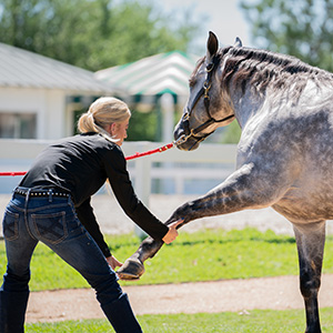 Woman holding up a horse’s front leg for a stretch outdoors.