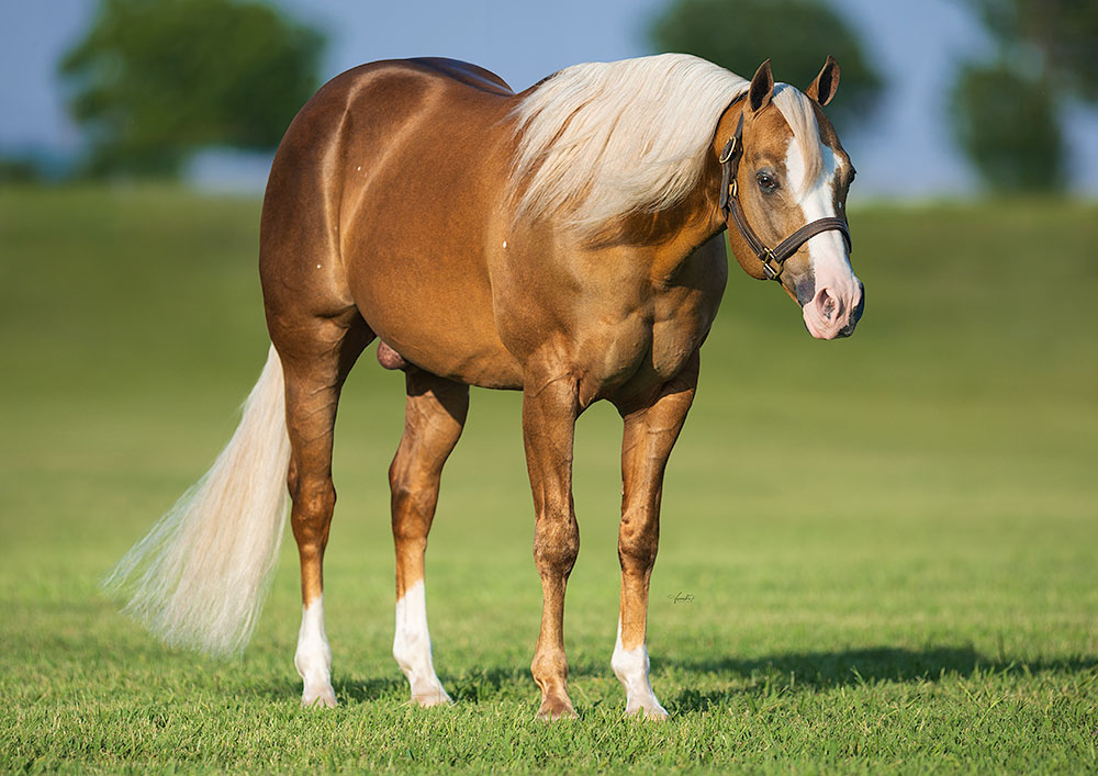 ARC Gunnabeabigstar NRHA Million Dollar Sire